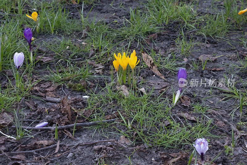 草坪上有五彩缤纷的番红花，春天的花朵，在海牙，