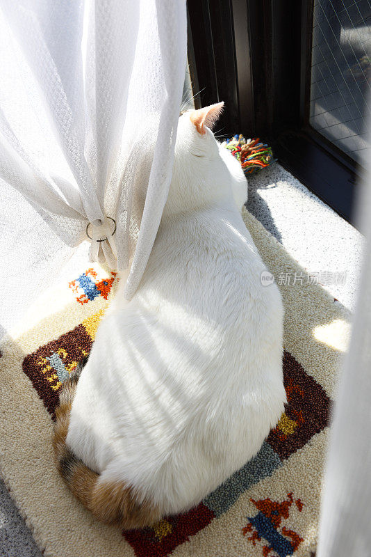 小猫在阳光照耀下的窗台上放松