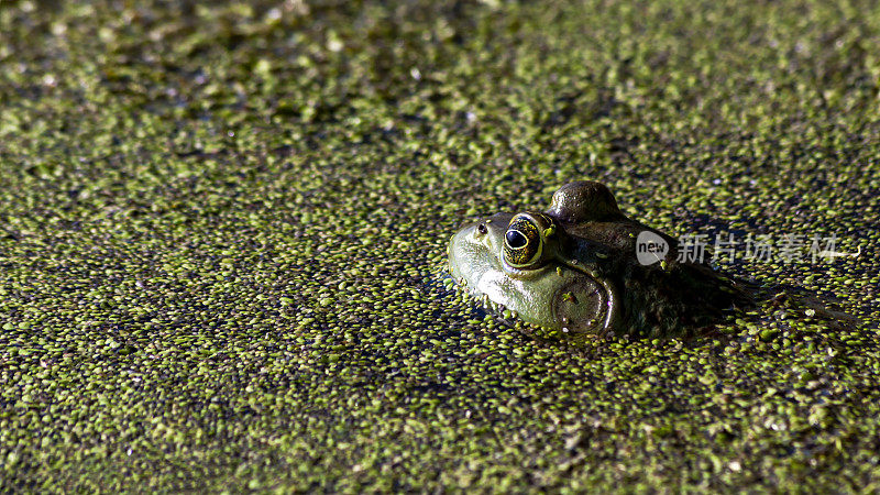 沼泽里的青蛙