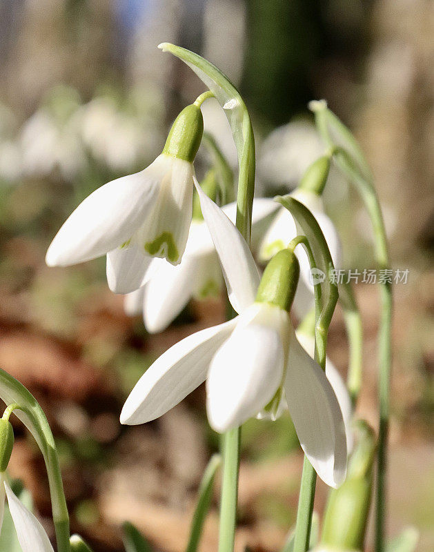 雪花莲特写