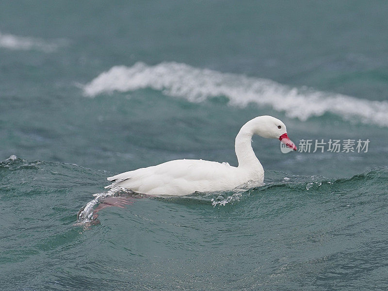 一只科斯科巴天鹅在沿海水域游泳