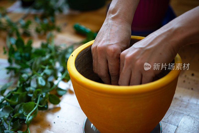 一个不认识的女人在盆栽室内植物