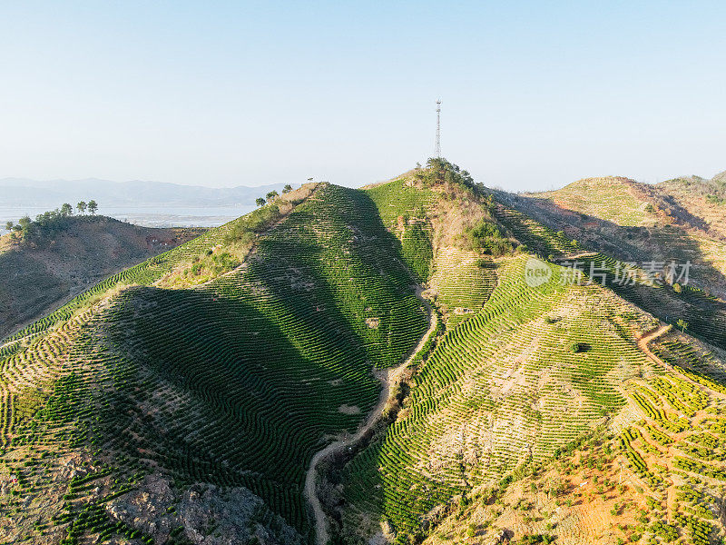 茶，茶园，茶树