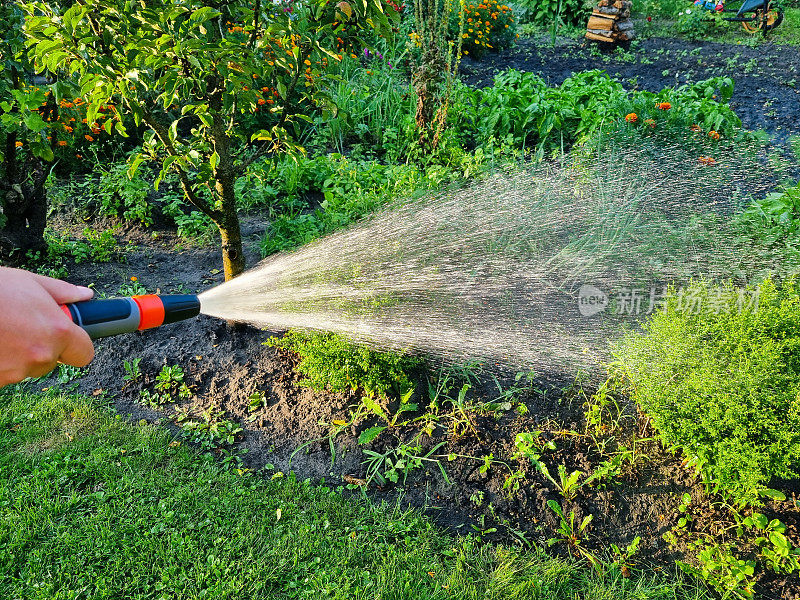 在后院用水管浇花园的人