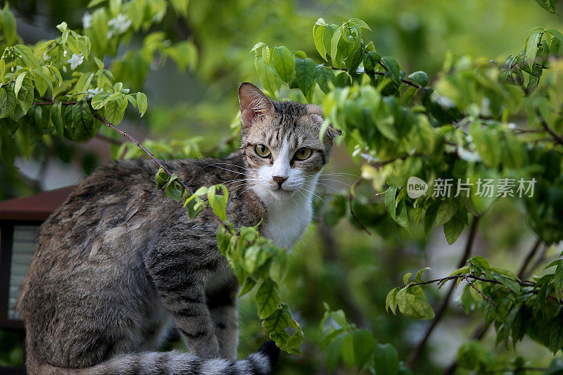 一只猫在公园里闲逛