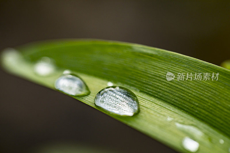 草叶上水滴的特写镜头