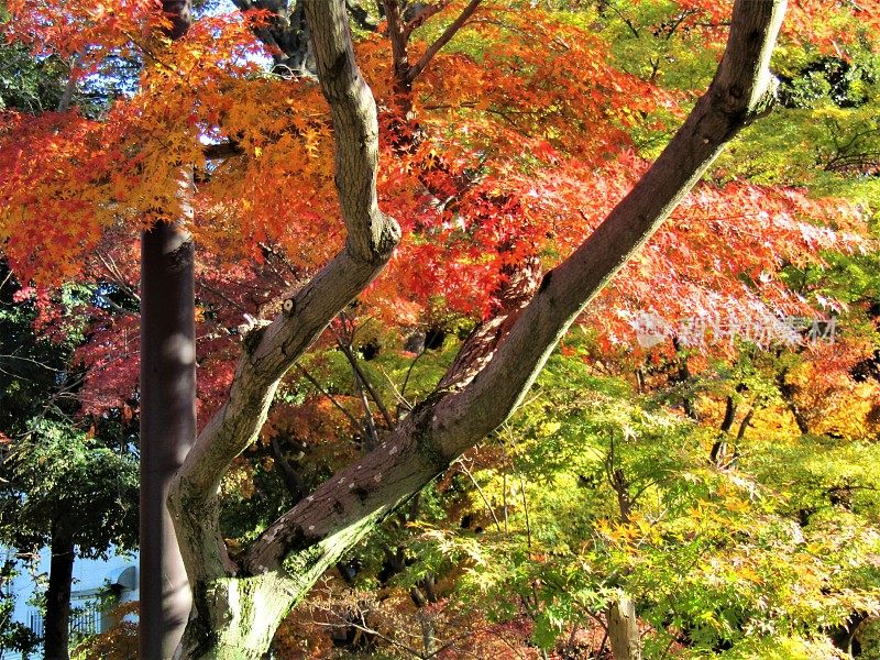 日本。11月。太阳在枫叶上玩耍。