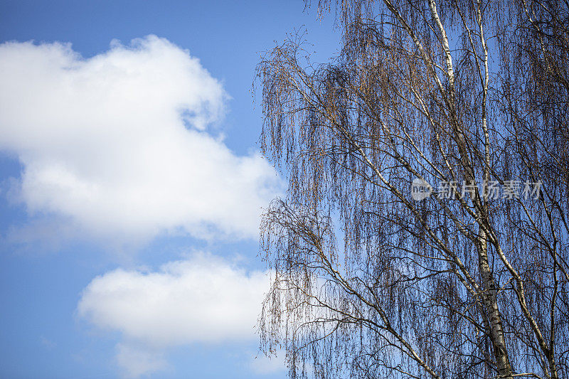 蓝天下的桦树