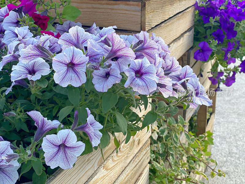 木盒里的佩妮花。美丽的紫蓝色矮牵牛花。