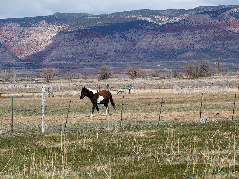 一匹孤独的画马走在牧场上，身后是群山。