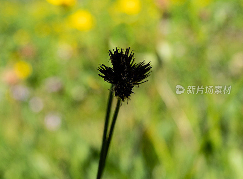 一个干燥的野花的剪影。