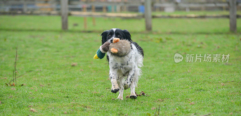 一只快乐的小猎犬叼回了一只玩具鸭，叼着它跑回主人身边，这只狗学着成为一只枪犬，这在英国农村是一项很受欢迎的运动。