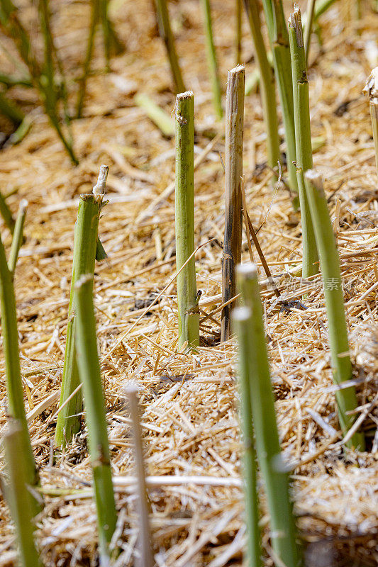 收获甘蓝型油菜