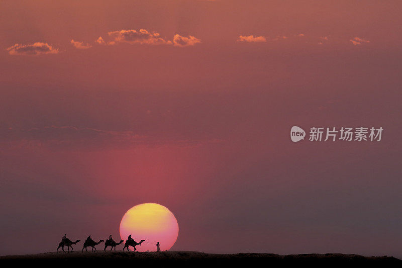 埃及吉萨墓地，日落时排成一行的骆驼