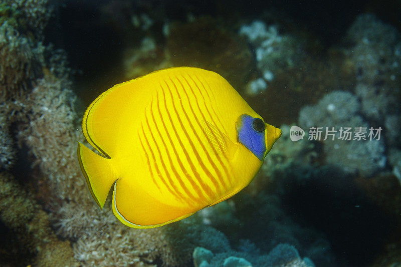 红海蒙面蝴蝶鱼鱼鱼水下海洋生物珊瑚礁水下照片水肺潜水员的观点