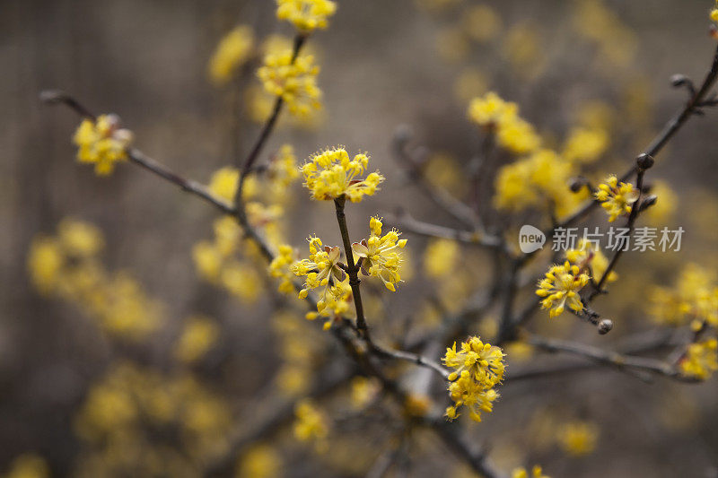 山茱萸mas黄花盛开。