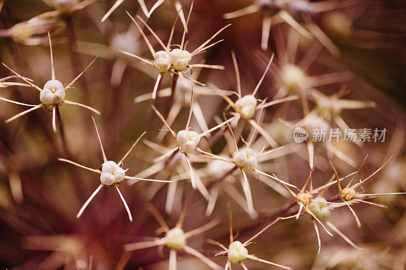 《自然》摘要:葱属植物种子的极端特写