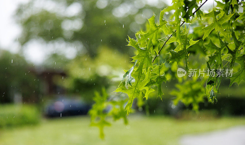 住宅区的夏雨。聚焦在树叶上，社区模糊在背景中。