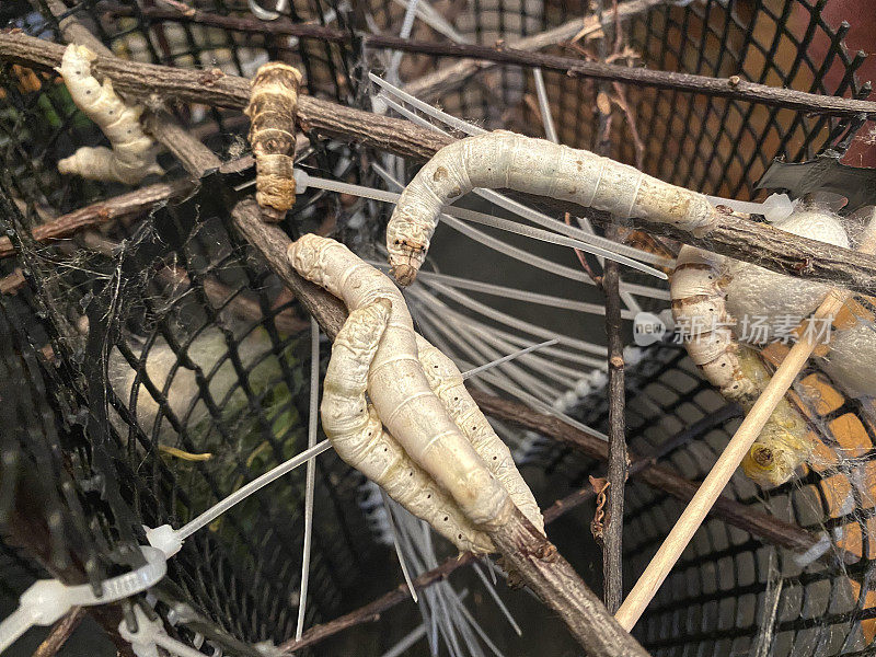 Silkworms.jpg