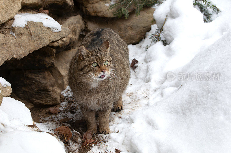 冬天的野猫