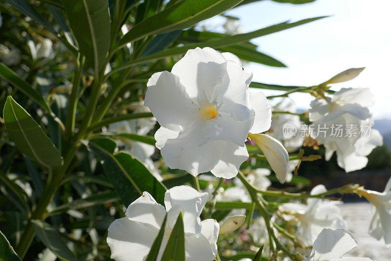 Kourtaliotiko山谷，克里特岛，希腊