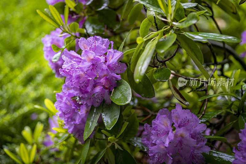 雨中的紫色杜鹃花