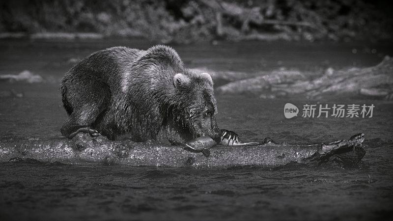 一只棕熊靠在河里的一根木头上，咬着一条鱼的特写灰阶镜头
