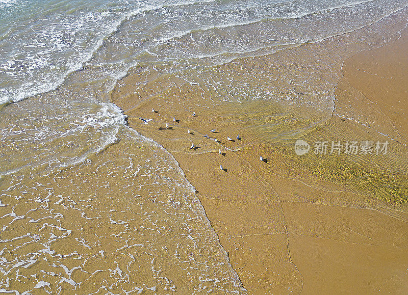 沙滩上的鸟儿