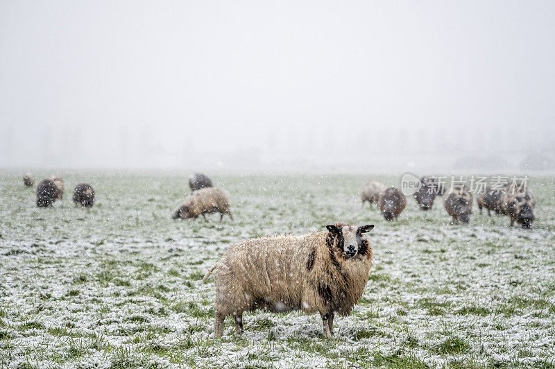 在冬季景观中，羊群在积雪覆盖的草地上