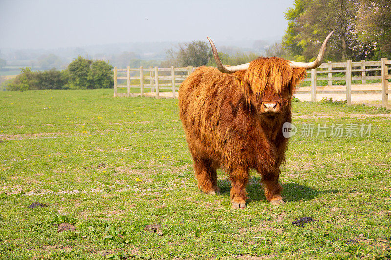 一头高地牛，长着蓬松的橙色外套，长着尖尖的角，站在田野里，看着镜头，可怕的景象。