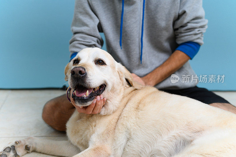 年长的拉布拉多犬被不认识的人爱抚。对宠物的热爱