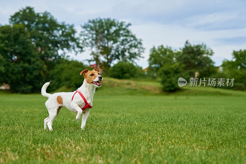 活泼可爱的狗狗在绿茵茵的草坪上奔跑。