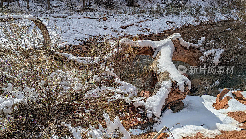 在锡纳瓦瓦视点，犹他州锡安国家公园维珍河被雪覆盖的原木