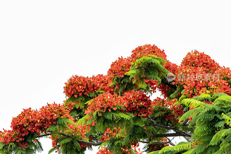 近距离开花火焰树与美丽的红色花朵，皇家Poinciana，白色背景与复制空间