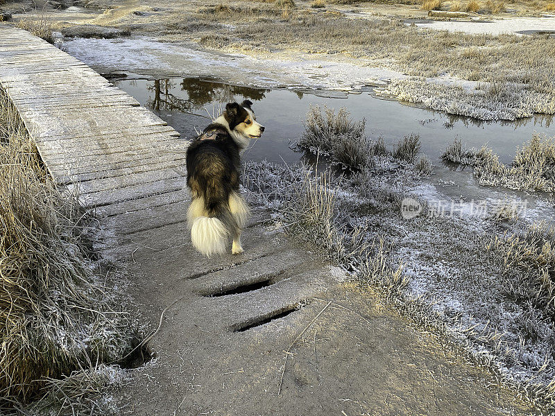 冬天的边境牧羊犬