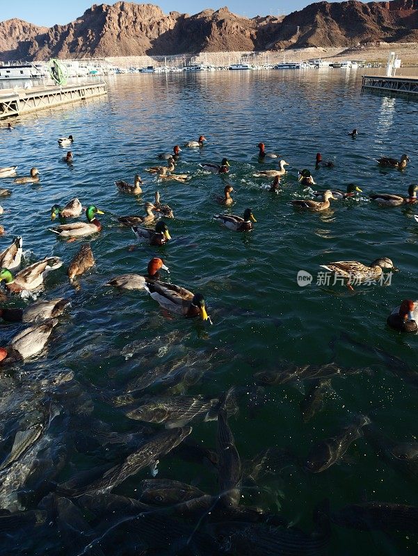 米德湖的鱼类和野生动物