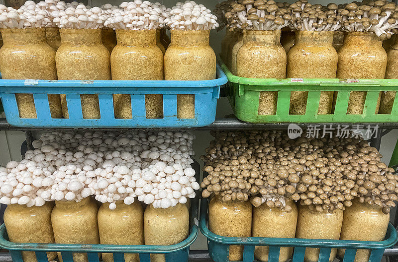 室内种植的日本蘑菇