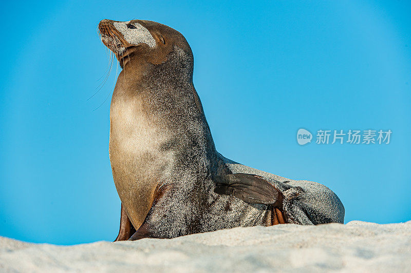 加拉帕戈斯海狮，沃勒贝基斑腹斑鸠，加利福尼亚斑腹斑鸠，莫斯克拉岛，莫斯克拉，加拉帕戈斯群岛，厄瓜多尔。在沙滩上，在沙滩上。