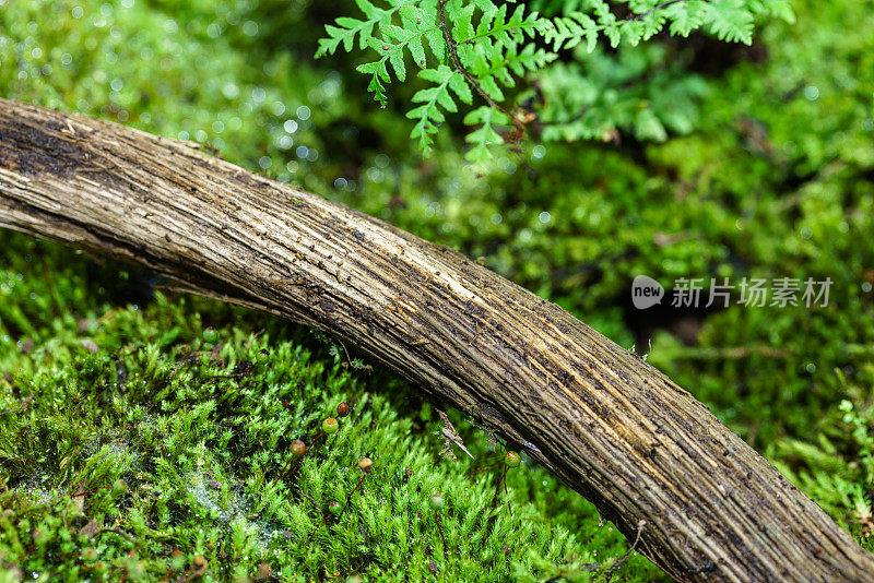 热带植物和苔藓植物