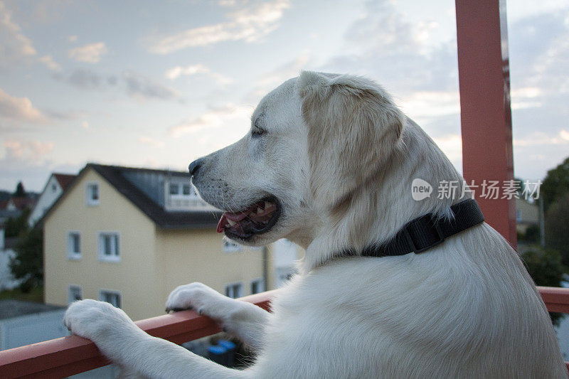 金毛猎犬注视着街道