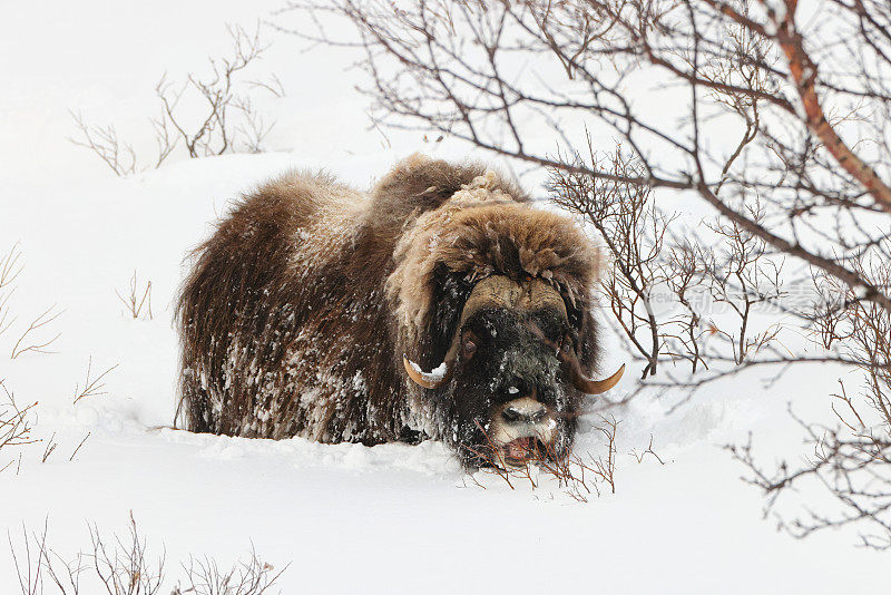 在挪威的Dovrefjell-Sunndalsfjella国家公园的深雪中的麝牛