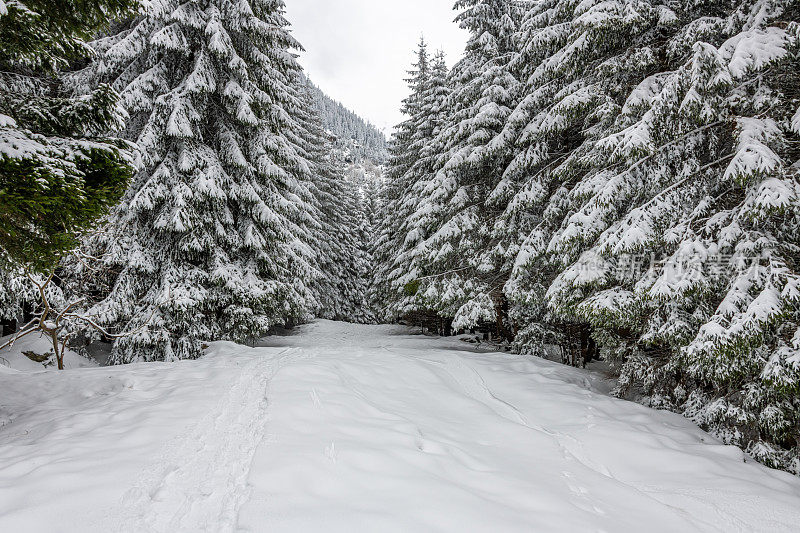 喀尔巴阡山脉的积雪覆盖林地