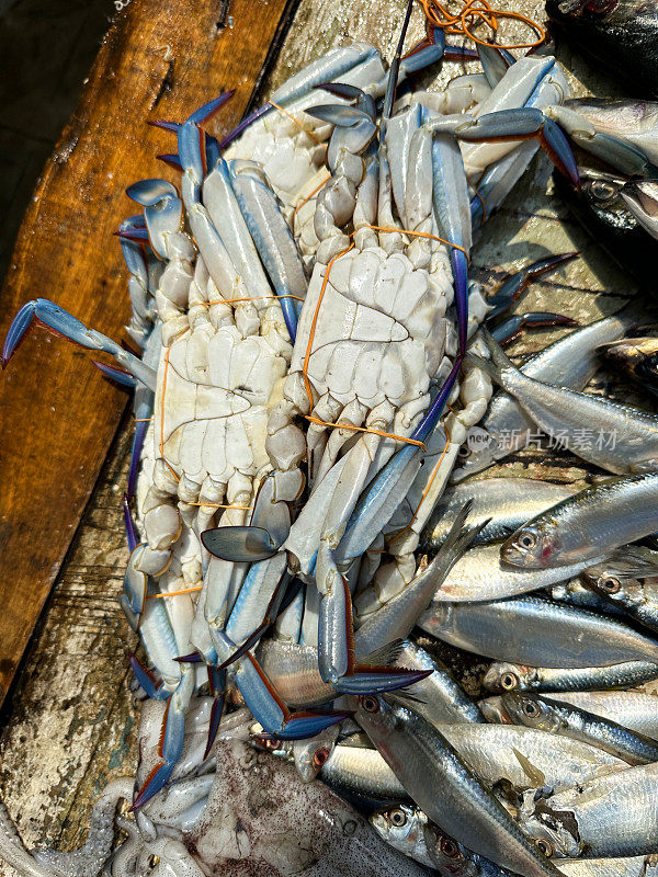 新鲜的蓝色软壳蟹被绑在木地板上出售和消费，捕捞甲壳类海鲜
