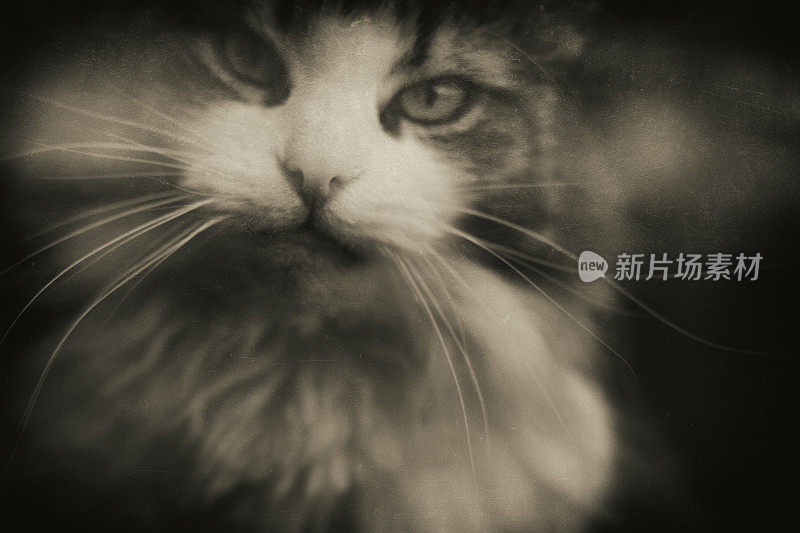 长毛猫的形象