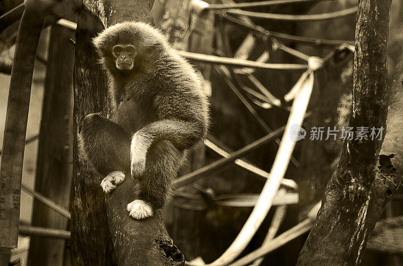 猴子-黑猩猩-树木区域-森林-花园-公园-野生动物-自然-棕褐色色调