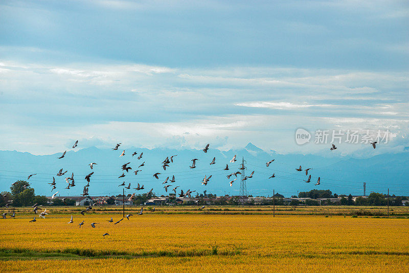 鸽群在稻田和远山