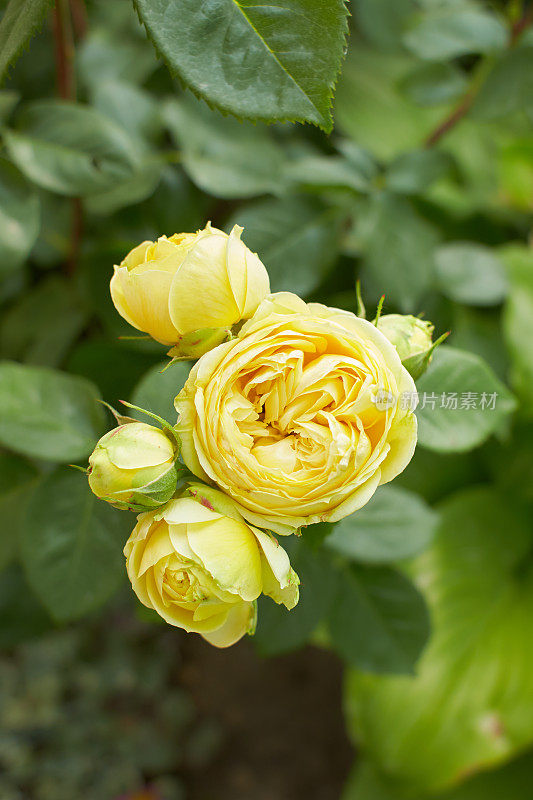 罗莎·莱恩·雷诺的黄色，玛丽·罗斯，查尔斯·雷尼·麦金托什在花园里。夏天和春天。