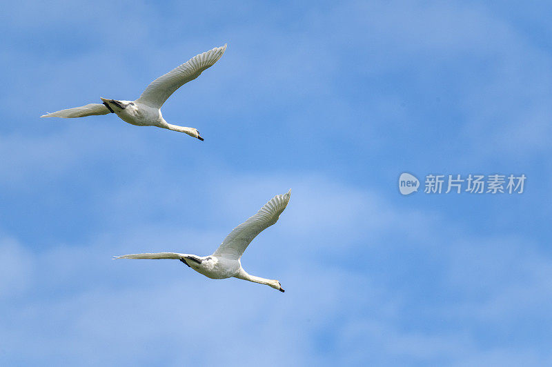 一对沉默的天鹅在空中飞翔