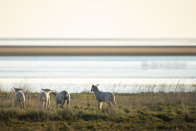 羊羔在丹麦瓦登海的夕阳下玩耍