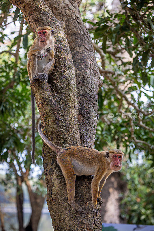 两只猕猴或中国猕猴在一棵树上